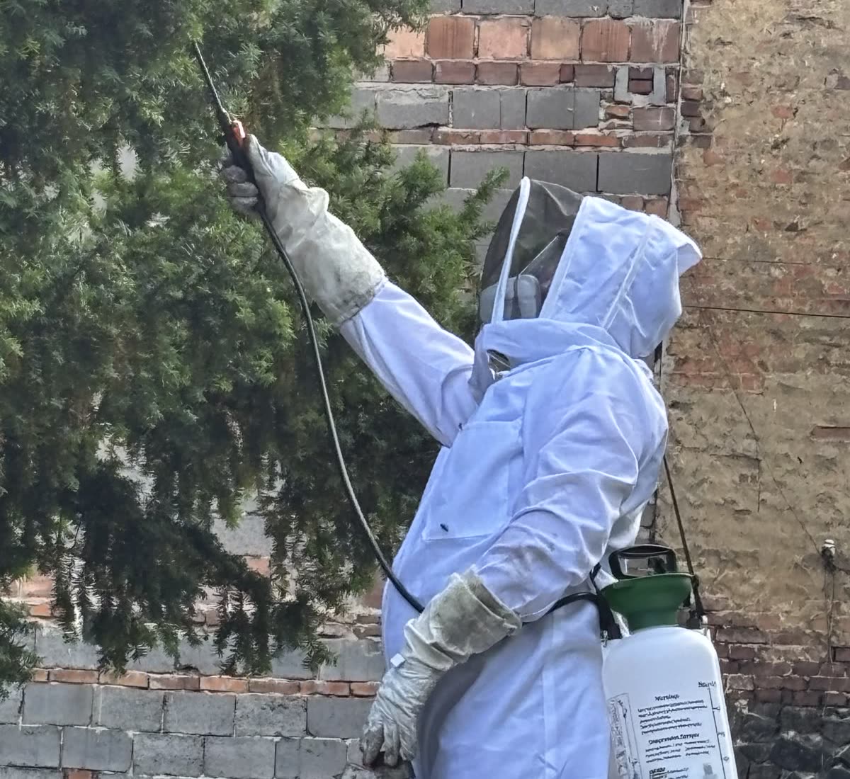 Zespół Rodent Pest